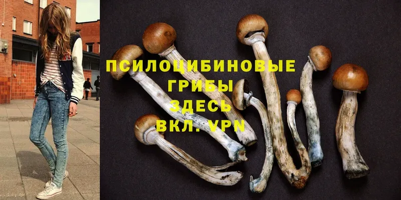 Галлюциногенные грибы Psilocybine cubensis  KRAKEN зеркало  Аткарск 